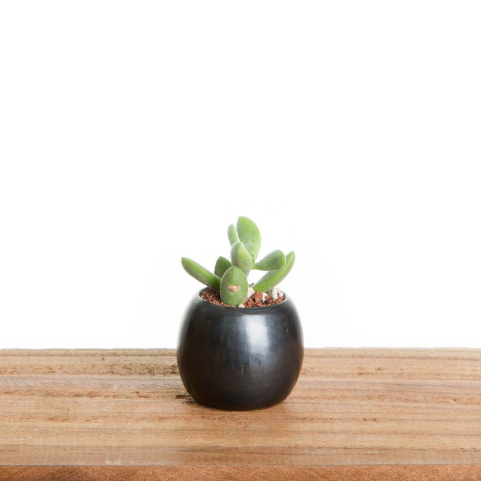 Small Black Pot - Pots & Planters - Estudio Floga - INNOVE