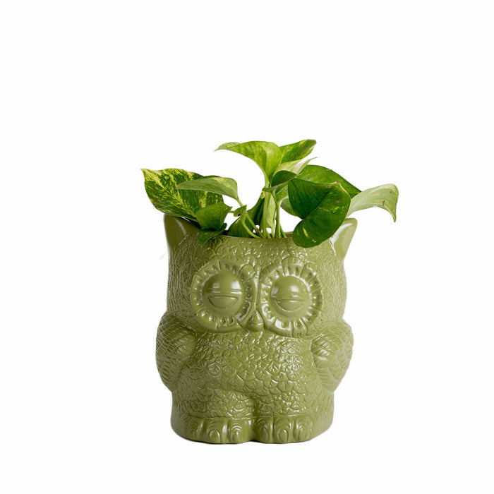 Hoot Owl Pot in Olive - Pots & Planters - Estudio Floga - INNOVE