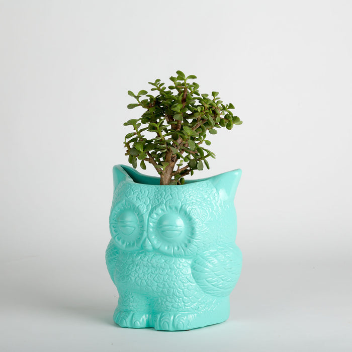 Hoot Owl Pot in Sky - Pots & Planters - Estudio Floga - INNOVE