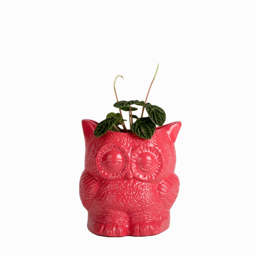 Hoot Owl Pot in Strawberry - Pots & Planters - Estudio Floga - INNOVE