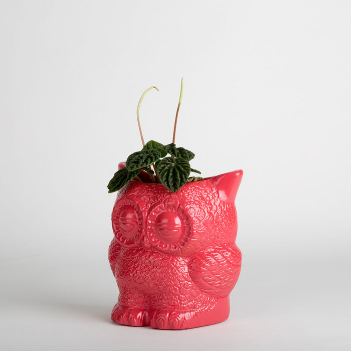 Hoot Owl Pot in Strawberry - Pots & Planters - Estudio Floga - INNOVE