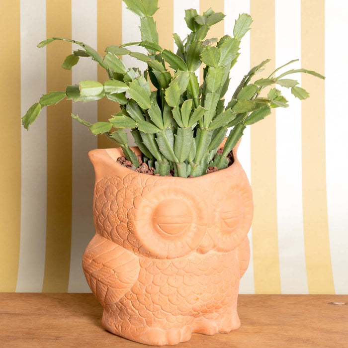 Hoot Owl Pot in Terracotta - Pots & Planters - Estudio Floga - INNOVE