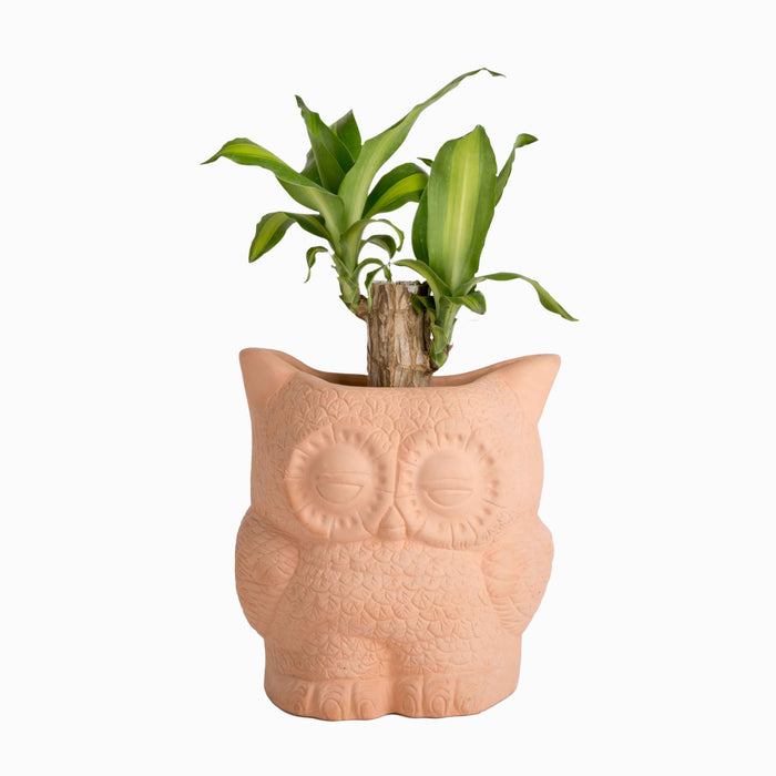 Hoot Owl Pot in Terracotta - Pots & Planters - Estudio Floga - INNOVE