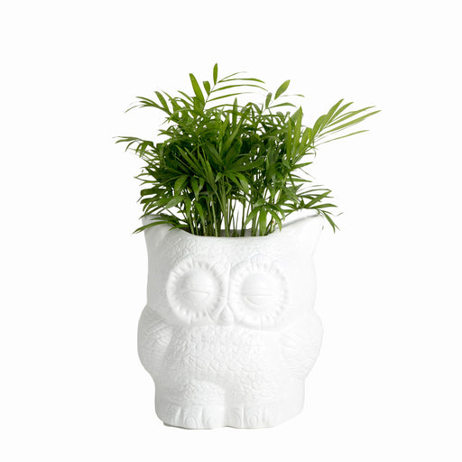 Hoot Owl Pot in White - Pots & Planters - Estudio Floga - INNOVE