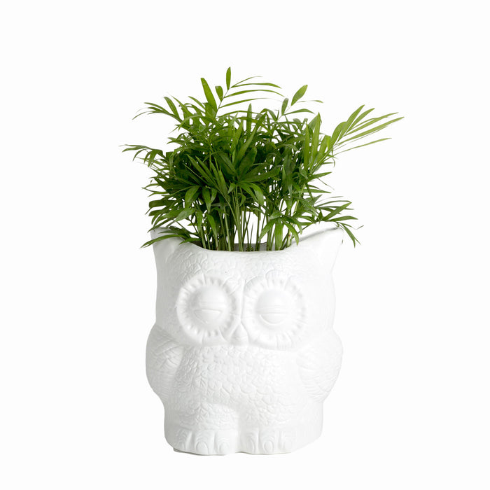 Hoot Owl Pot in White - Pots & Planters - Estudio Floga - INNOVE