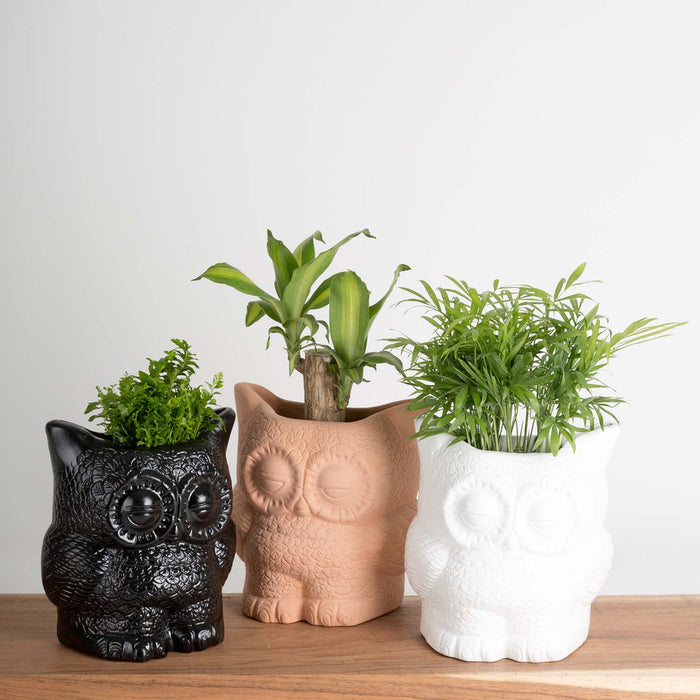 Hoot Owl Pot in Black - Pots & Planters - Estudio Floga - INNOVE