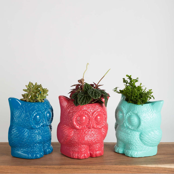 Hoot Owl Pot in Blue - Pots & Planters - Estudio Floga - INNOVE