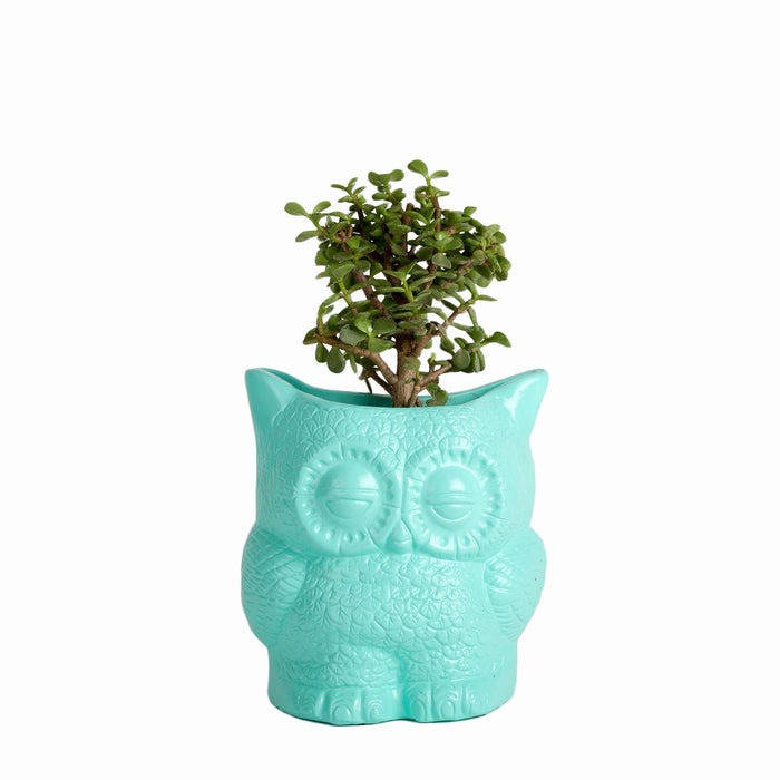 Hoot Owl Pot in Sky - Pots & Planters - Estudio Floga - INNOVE
