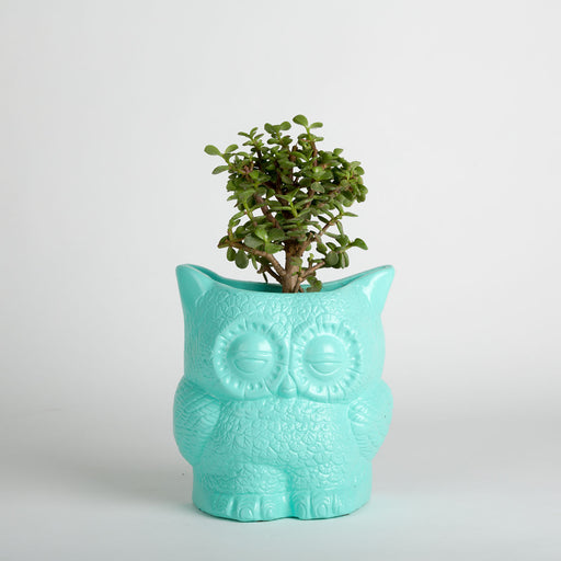 Hoot Owl Pot in Sky - Pots & Planters - Estudio Floga - INNOVE
