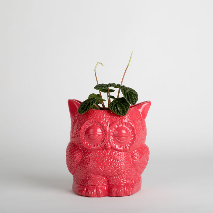 Hoot Owl Pot in Strawberry - Pots & Planters - Estudio Floga - INNOVE
