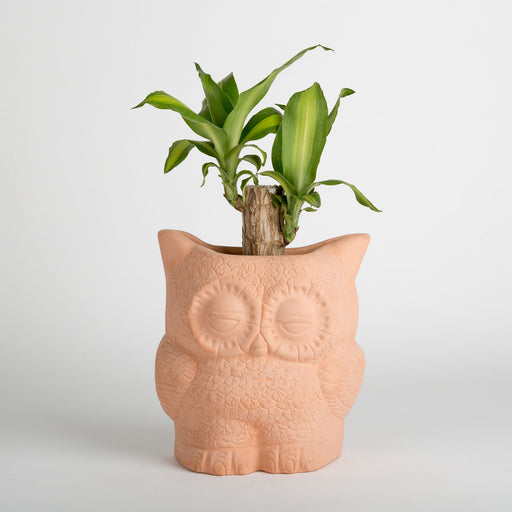 Hoot Owl Pot in Terracotta - Pots & Planters - Estudio Floga - INNOVE