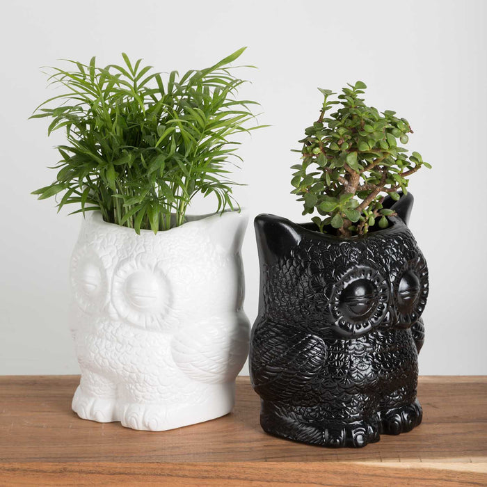 Hoot Owl Pot in White - Pots & Planters - Estudio Floga - INNOVE